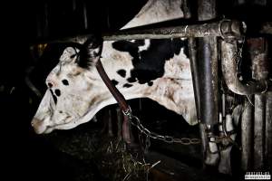 Dairy Farms, The Faroe Islands 2020. - The Faroe Islands with it's population of 50,000 people, is self-sufficient with dairy. 
Far most of the dairy cows are chained buy their necks and kept inside dark barns their entire lives. Male calves are either killed at birth or sold and then killed.
The name of the Faroese dairy company is 'Raska'.