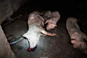 Cannibalism in pig farm, Northern Ireland 2020. - The worst imaginable neglect and cannibalism was exposed when 40 non-violent and peaceful animal rights activists from 'Meat The Victims' occupied a 'Red Tractor' high welfare approved pig factory in Ballymena, Northern Ireland, January 14th 2020.
The 3-6 months old pigs inside ate each other alive, some were barely alive and many were dead. Obviously, none had received any kind of medical attention or treatment.

Huge media coverage caused the farm to have all their animal welfare approvals suspended, only temporarily though, unfortunately.

One pig was legally liberated. Connor, lives in freedom and safety in a loving and caring animal sanctuary.

Pig farm owned by McGuckian A. A. Limitied
29 Drumbare Rd, Cloughmills, Ballymena
BT44 9LA Northern Ireland, United Kingdom