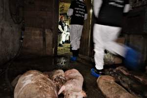 Cannibalism in pig farm, Northern Ireland 2020. - The worst imaginable neglect and cannibalism was exposed when 40 non-violent and peaceful animal rights activists from 'Meat The Victims' occupied a 'Red Tractor' high welfare approved pig factory in Ballymena, Northern Ireland, January 14th 2020.
The 3-6 months old pigs inside ate each other alive, some were barely alive and many were dead. Obviously, none had received any kind of medical attention or treatment.

Huge media coverage caused the farm to have all their animal welfare approvals suspended, only temporarily though, unfortunately.

One pig was legally liberated. Connor, lives in freedom and safety in a loving and caring animal sanctuary.

Pig farm owned by McGuckian A. A. Limitied
29 Drumbare Rd, Cloughmills, Ballymena
BT44 9LA Northern Ireland, United Kingdom