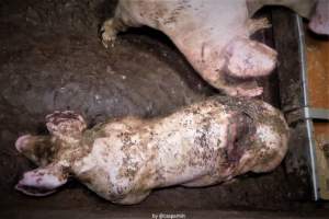 Cannibalism in pig farm, Northern Ireland 2020. - The worst imaginable neglect and cannibalism was exposed when 40 non-violent and peaceful animal rights activists from 'Meat The Victims' occupied a 'Red Tractor' high welfare approved pig factory in Ballymena, Northern Ireland, January 14th 2020.
The 3-6 months old pigs inside ate each other alive, some were barely alive and many were dead. Obviously, none had received any kind of medical attention or treatment.

Huge media coverage caused the farm to have all their animal welfare approvals suspended, only temporarily though, unfortunately.

One pig was legally liberated. Connor, lives in freedom and safety in a loving and caring animal sanctuary.

Pig farm owned by McGuckian A. A. Limitied
29 Drumbare Rd, Cloughmills, Ballymena
BT44 9LA Northern Ireland, United Kingdom