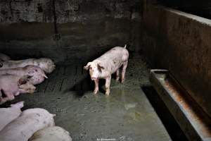 Cannibalism in pig farm, Northern Ireland 2020. - The worst imaginable neglect and cannibalism was exposed when 40 non-violent and peaceful animal rights activists from 'Meat The Victims' occupied a 'Red Tractor' high welfare approved pig factory in Ballymena, Northern Ireland, January 14th 2020.
The 3-6 months old pigs inside ate each other alive, some were barely alive and many were dead. Obviously, none had received any kind of medical attention or treatment.

Huge media coverage caused the farm to have all their animal welfare approvals suspended, only temporarily though, unfortunately.

One pig was legally liberated. Connor, lives in freedom and safety in a loving and caring animal sanctuary.

Pig farm owned by McGuckian A. A. Limitied
29 Drumbare Rd, Cloughmills, Ballymena
BT44 9LA Northern Ireland, United Kingdom