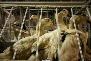 Foie Gras Farm, Belgium 2019. - The Farm breeds ducks, kills the unwanted newly hatched females and locks the males in tiny metal crates where they are being force fed daily with tubes forced down their throats. After 6 weeks, they are hanged upside down and killed. 

Photos were taken November 9 2019, while non-violent and peaceful animal rights activists from 'Animal Resistance' occupied this farm to expose the horrors happening inside.