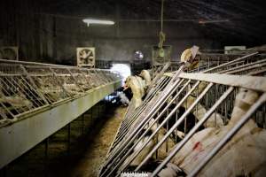 Foie Gras Farm, Belgium 2019. - The Farm breeds ducks, kills the unwanted newly hatched females and locks the males in tiny metal crates where they are being force fed daily with tubes forced down their throats. After 6 weeks, they are hanged upside down and killed. 

Photos were taken November 9 2019, while non-violent and peaceful animal rights activists from 'Animal Resistance' occupied this farm to expose the horrors happening inside.
