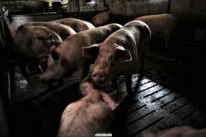 Dark Pig Farm, Ireland 2019. - These photos were taken June 29 2019, when 40 non-violent and peaceful animal rights activists from 'Meat The Victims' occupied this pig farm to expose the horrors inside.