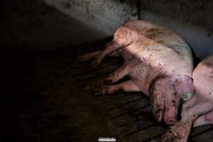 Dark Pig Farm, Ireland 2019. - These photos were taken June 29 2019, when 40 non-violent and peaceful animal rights activists from 'Meat The Victims' occupied this pig farm to expose the horrors inside.