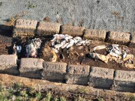 Pile of dead pigs outside piggery - Aerial view from drone - Captured at Midland Bacon, Carag Carag VIC Australia.