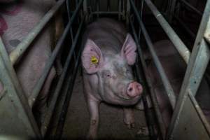 Sow in cage - Captured at Gowanbrae Piggery, Pine Lodge VIC Australia.