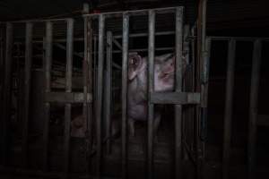 Sow in cage - Captured at Gowanbrae Piggery, Pine Lodge VIC Australia.