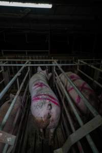 Sows in cages - Captured at Gowanbrae Piggery, Pine Lodge VIC Australia.