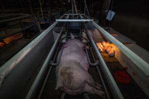 Sow with piglets in farrowing crate - Captured at Gowanbrae Piggery, Pine Lodge VIC Australia.