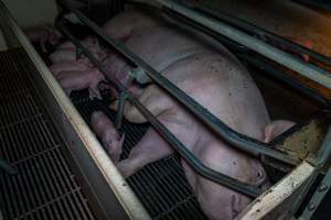 Sow with piglets in farrowing crate - Captured at Gowanbrae Piggery, Pine Lodge VIC Australia.