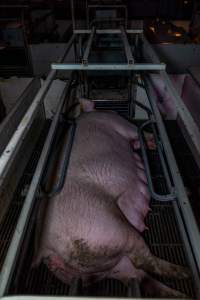 Sow in farrowing crate - Captured at Gowanbrae Piggery, Pine Lodge VIC Australia.