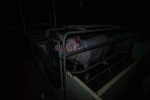 Sow in farrowing crate - Captured at Gowanbrae Piggery, Pine Lodge VIC Australia.