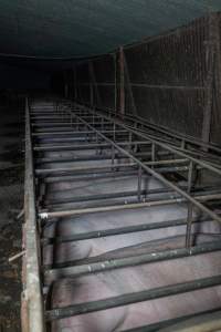 Sows in sow stalls - Captured at Harston Piggery, Harston VIC Australia.