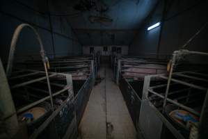 Sows in farrowing crates - Captured at Harston Piggery, Harston VIC Australia.