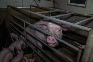 Sow in farrowing crate with piglets - Captured at Harston Piggery, Harston VIC Australia.