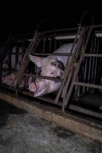 Sows in sow stalls - Captured at Markanda Piggery, Wyuna East VIC Australia.