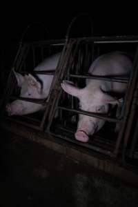 Sows in sow stalls - Captured at Markanda Piggery, Wyuna East VIC Australia.