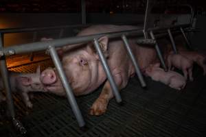 Sow in farrowing crate with piglets - Captured at Midland Bacon, Carag Carag VIC Australia.