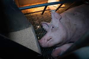 Sow in farrowing crate with piglets - Captured at Midland Bacon, Carag Carag VIC Australia.