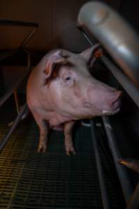 Sow in farrowing crate - Captured at Midland Bacon, Carag Carag VIC Australia.