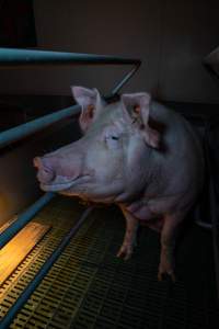 Sow in farrowing crate - Captured at Midland Bacon, Carag Carag VIC Australia.