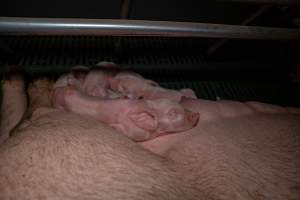 Piglet sleeping on mother in farrowing crate - Captured at Midland Bacon, Carag Carag VIC Australia.