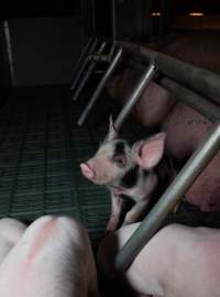 Spotty piglet in farrowing crate - Captured at Midland Bacon, Carag Carag VIC Australia.
