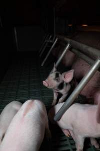 Spotty piglet in farrowing crate - Captured at Midland Bacon, Carag Carag VIC Australia.