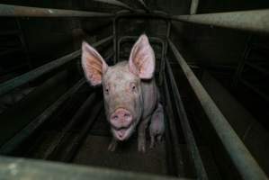 Sow in farrowing crate with piglet - Captured at Evans Piggery, Sebastian VIC Australia.