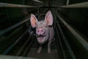 Sow in farrowing crate with piglet - Captured at Evans Piggery, Sebastian VIC Australia.