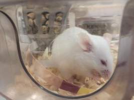 A male mouse in an Optimice cage -- ear notch visible - Optimice housing units used in laboratory setting and in TAFE/educational facilities with animal courses. Mice may sometimes be provided a toilet roll as 