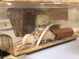 A pair of female mice in an Optimice cage, - Optimice housing units used in laboratory setting and in TAFE/educational facilities with animal courses. Mice may sometimes be provided a toilet roll as 