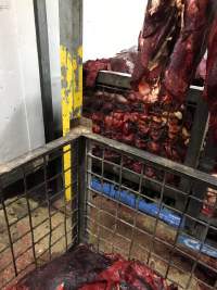 Unidentified meat - A whistleblower advises that Victorian Petfood Processor facilities are revolting and rife with cross contamination. The workers are mostly exploited migrants working in dangerous conditions and encouraged to smoke and drink on the job. - Captured at Seymour Knackery, Seymour VIC Australia.