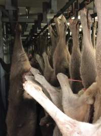 Kangaroo and deer chiller - Cross contamination and dripping ceiling - Captured at Victorian Petfood Processors, Tandarook VIC Australia.