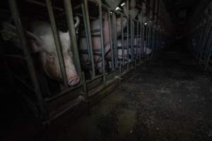 Sows in sow stalls - Captured at Midland Bacon, Carag Carag VIC Australia.