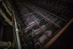 Sows in sow stalls - from above corner - Captured at Midland Bacon, Carag Carag VIC Australia.