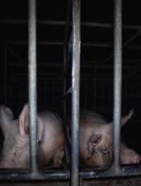 Sows in cages - Captured at Gowanbrae Piggery, Pine Lodge VIC Australia.