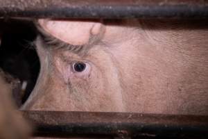 Sow in farrowing crate - Close-up of sow's eye - Captured at Macorna Piggery, Macorna VIC Australia.