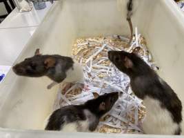 Rats in Laboratory Housing, TAFE - Rat housing units used in laboratory setting and in TAFE/educational facilities with animal courses. Rats may be provided with a box or a polar fleece hammock as 