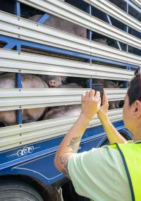 Activist films pigs in transportation truck at Diamond Valley Pork - Taken at Diamond Valley Pork as part of the Melbourne Vegan Takeover - Day of Action for Animals - Captured at Diamond Valley Pork, Laverton North VIC Australia.