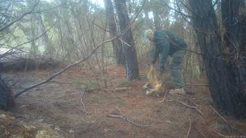 DELWP trapper retrieves his trap from dead dingo - Still image from hidden camera footage. - Captured at VIC.