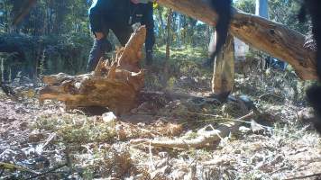 DELWP trapper cleans up trap after shooting dingo - Still image from hidden camera footage. - Captured at VIC.