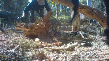 DELWP trapper cleans up trap after shooting dingo - Still image from hidden camera footage. - Captured at VIC.