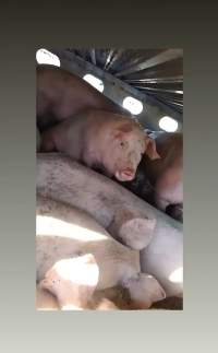 Pigs unroute to slaughterhouse - 6 month old baby pig's on a truck to fearmans slaughterhouse in Burlington Ontario Canada