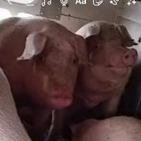 Pigs unroute to slaughterhouse - 6 month old baby pig's on a truck to fearmans slaughterhouse in Burlington Ontario Canada