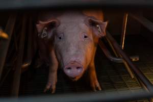 Sow in farrowing crate looking at camera - Captured at Midland Bacon, Carag Carag VIC Australia.