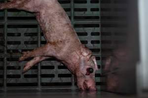 Dead piglet in farrowing crate with popped eyeball - Captured at Midland Bacon, Carag Carag VIC Australia.