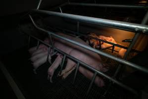 Sow lying down in farrowing crate with piglets - Captured at Midland Bacon, Carag Carag VIC Australia.