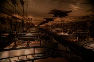 Looking across farrowing crates in large shed - Captured at Midland Bacon, Carag Carag VIC Australia.
